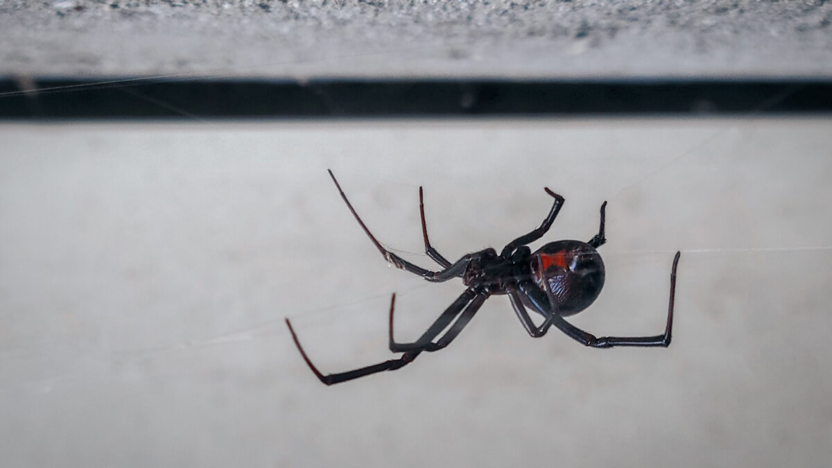 Spider Control